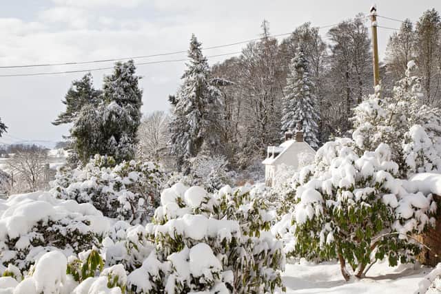 Snow-covered rhododendrons