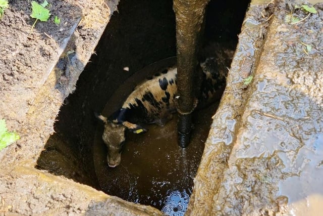 The dramatic rescue of a calf that fell into a slurry pit.