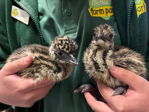 The emu chicks which hatched at Matlock Farm Park over the Easter weekend (photo: Matlock Farm Park)