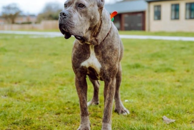 Brownie is a female Cane Corso who is tender, affectionate, polite and placid. The shy girl is one year and six months old and looking for a quiet home, preferably one without a cat,