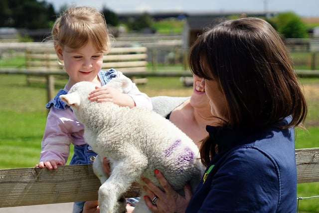 21 pictures show adorable animals and family activities at Matlock Farm ...