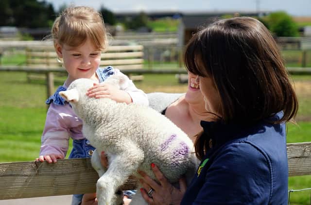 We have visited Matlock farm park as it celebrates its 20th anniversary. Above, one of the little visitors, Edie Brickley, is stroking a lamb.