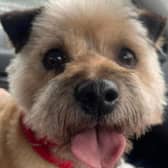A little red and blue cairn terrier simply walked up to a house in Staveley on Saturday, October 21, a day after Storm Babet left parts of Derbyshire flooded.