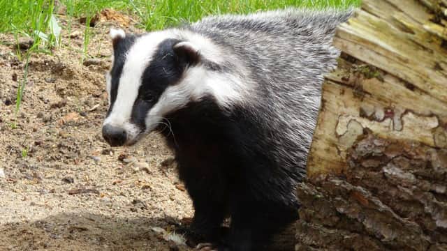 Derbyshire Wildlife Trust is trying to prevent badger culling.