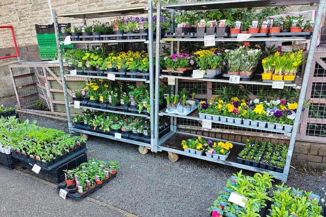 The plant stall was one of the last sellers standing when the market closed for Christmas. (Photo: Contributed)