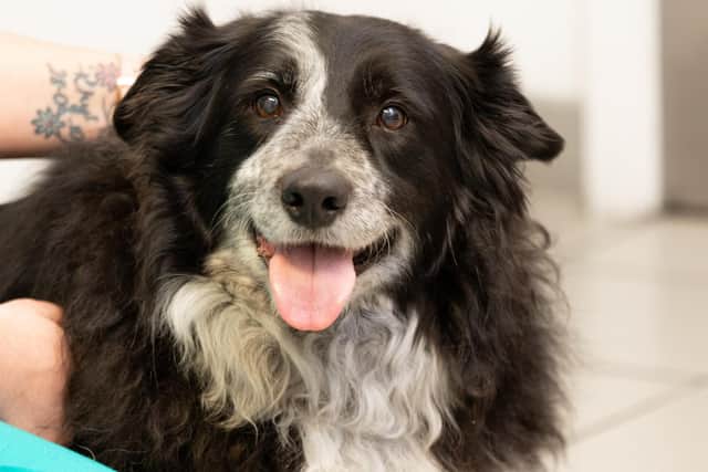 Ten-year-old Border Collie Skye, from Alfreton, suffered a festive fright after wolfing down a Christmas cake filled with raisins and brandy.
