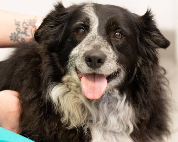 Ten-year-old Border Collie Skye, from Alfreton, suffered a festive fright after wolfing down a Christmas cake filled with raisins and brandy.