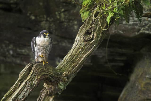 Peregrine falcon chicks can be sold overseas for tens of thousands of pounds. (Photo: RSPB)