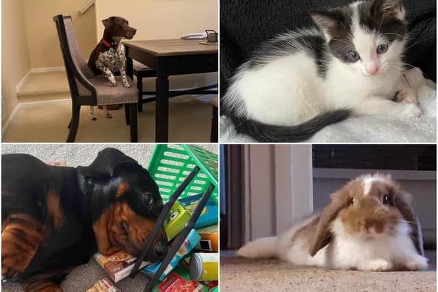 Meet some of the animals in the North East's Pets' Corner - thanks to everyone who shared a photo!