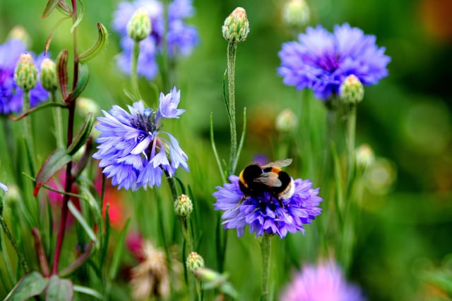 Families can find out how to make their gardens more attractive to bees at workshops in Dobbies garden centre in Barlborough. On Saturday, April 1, at 10.30am, horticultural experts will advise on the best varieties of plants to encourage more bees into our gardens. The Little Seedlings Club, for children aged 4-11 years, on Sunday, April 2 at 10.15am and 11.30pm is a bee-themed event and includes interactive activities. Children can learn about Easter traditions and make a 3D card on Wednesday, April 12, and Thursday, April 13, at 11am at the free Little Seedlings Easter Holiday Club. To book for the workshops or holiday club, visit www.dobbies.com/events
