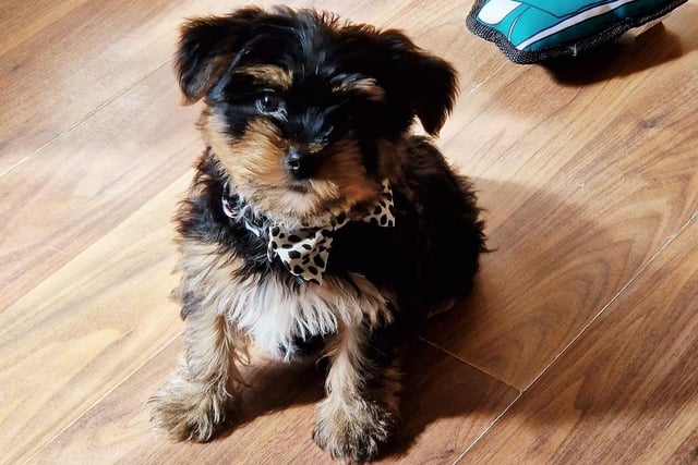 Mickey is a ten week old Yorkie - looking very dapper in a bow-tie. Sent in by Selina Bates.