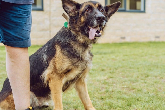 Five-year-old Elsa is a German Shepherd who is full of life and wants to be friends with everyone she meets. Clever, attentive and loving, Elsa is looking for a like-minded owner.
