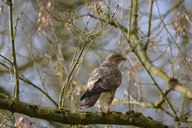 Dave Long from Ripley was in the right place at the right time to capture a wonderful shot of this buzzard.