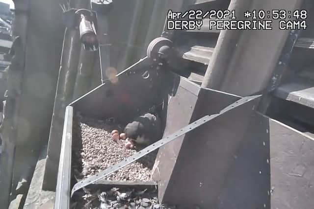 Peregrine falcons nesting at Derby Cathedral