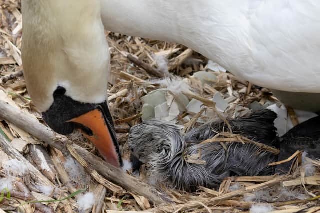 Amateur photographer Nicola Siddall, 36, watched in awe as the babies hatched and quickly grabbed her camera to capture the moment one of the birds entered the world.