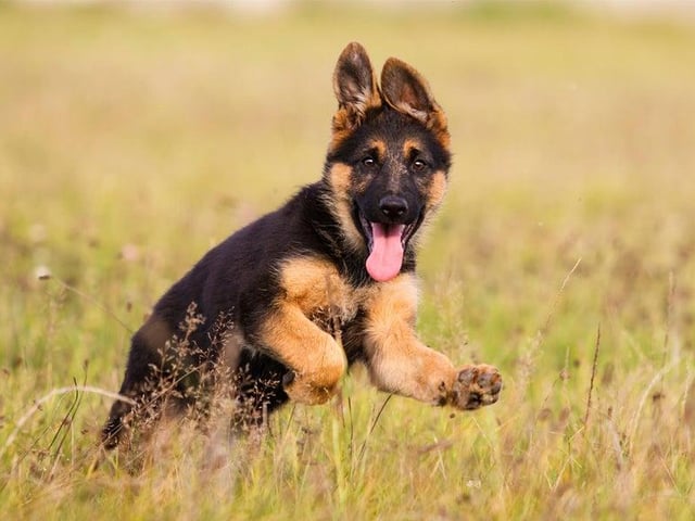 98,900 searches on average per month (Photo: Shutterstock)