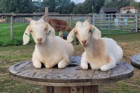 Matlock Farm Park has a wide selection of farm animals to get up close with.