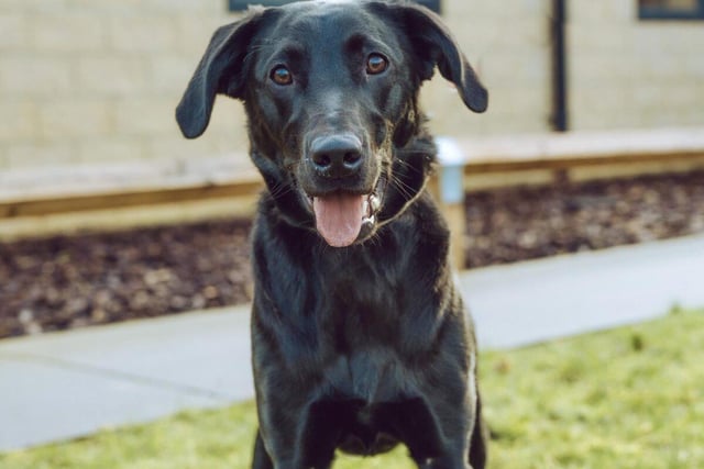 Paddy is a nine-month-old male labrador retriever. He will need an owner who is active as he is and who can devote time to basic training. He loves cuddles and lots of attention and gets on well with other dogs so may be able to live with a canine of similar size.
