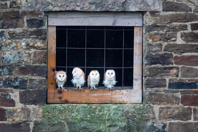 How are you-hoo? Young barn owls get their first glimpse of the world from a Peak District barn window. Photo: Villager Jim / SWNS