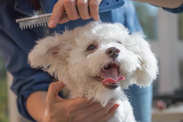 Plans for a new dog grooming salon in Wingerworth have been lodged with North East Derbyshire District Council (generic photo: Adobe Stock)