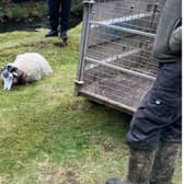 A mother sheep near Langsett Reservoir in the Peak District was mauled by an out of control Staffordshire Bull Terrier.