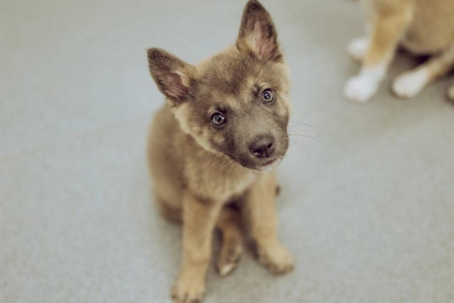 Blitzen is a nine-week-old Belgian Malinois cross Husky. He  is full of energy so will need an active owner,  requires basic training and the companionship of someone who is around most of the day.
