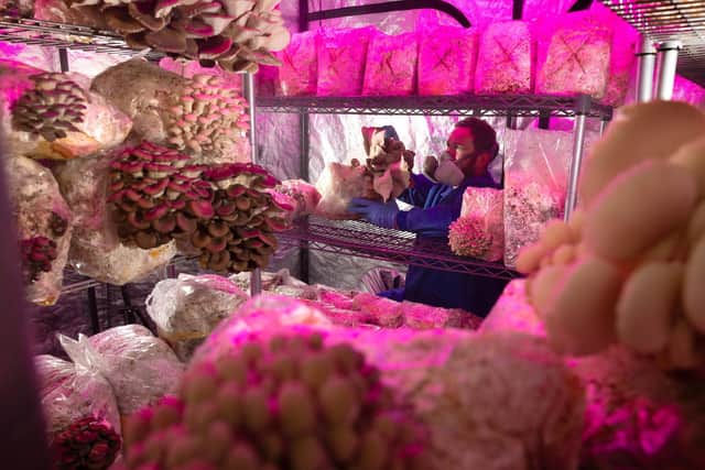 Robin Schultz examines some Oyster mushrooms. Photo: Rod Kirkpatrick/RKP Photography