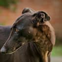 Karen Coupe has 21 greyhounds at her premises in Tibshelf (photo: illustrative purposes only, generic photo from Adobe Stock)