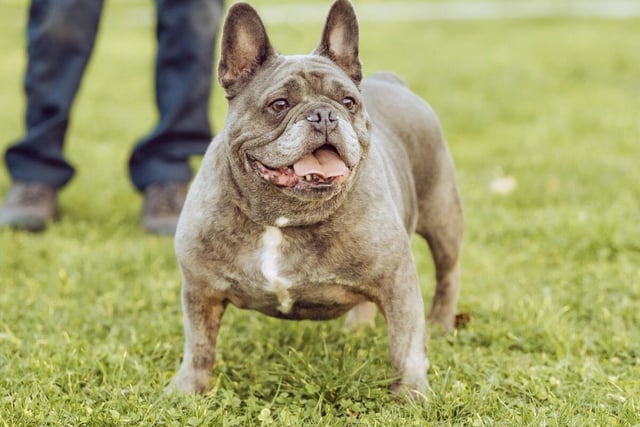 TIger is an eight-year-old male French bulldog. He was overweight when he arrived at the RSPCA shelter and will need the help of a new owner to shed the pounds. Given time, patience and love, Tiger will make a wonderful companion.