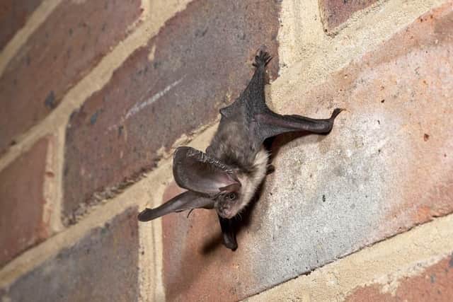 Patrick Weekes, of Radbourne Construction Limited, has been ordered to pay over £14k for breaching the conditions of a European Protected Species Bat Mitigation Licence. 
Above one of the bat species affected by the breaches, Brown long-eared bat. Credit: Hugh Clark / Bat Conservation Trust