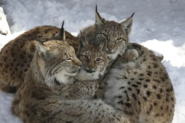 Alpenzoo Innsbruck © Innsbruck Tourismus / Alpenzoo