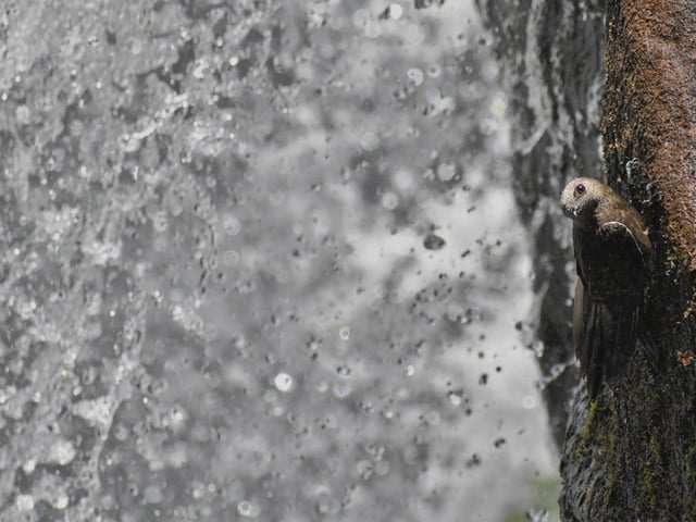 Overall student winner: Pablo Javier Merlo, Nacional University of Córdoba, Argentina
Waterfall Swift: Cypseloides senex is a species of swift known in Latin America literally as "Waterfall swift". It can be found on the steep rocky walls (up to 80 meters high) of the Iguazú Falls, flying frequently near and through these waterfalls offering a unique show.
