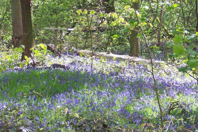 Admire the display of beautiful flowers in Bluebell Wood, near New Mills, which is a small woodland and nature reserve with access from Hayfield Countryside Centre.