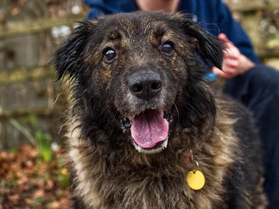 Kyle was brought to Chesterfield Animal Centre after his owner was unable to look after him.