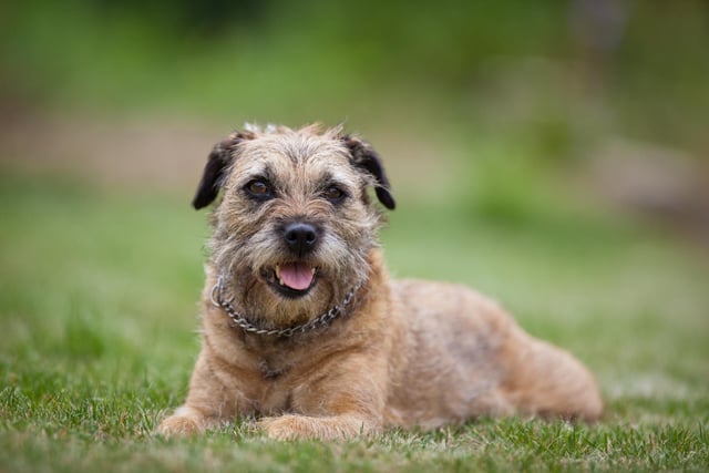 Border Terrier owners are  the most charming, lively and exuberant