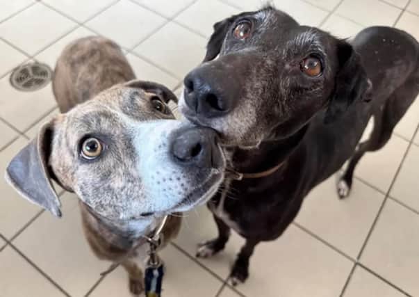 Meet Bridget and April. Both Lurcher Crosses, aged four and six. Best pals Bridget, four, and April, six, can live with adults aged 18 and over. They require a home with a large secure garden and no other pets. Bridget is still building her confidence and has bonded with April, making them a lovely pair.