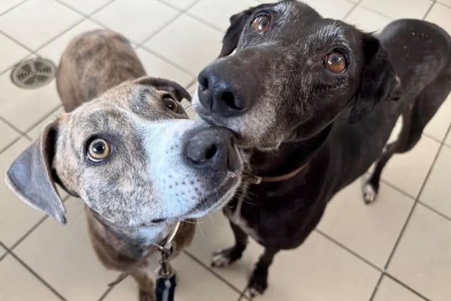 Meet Bridget and April. Both Lurcher Crosses, aged four and six. Best pals Bridget, four, and April, six, can live with adults aged 18 and over. They require a home with a large secure garden and no other pets. Bridget is still building her confidence and has bonded with April, making them a lovely pair.