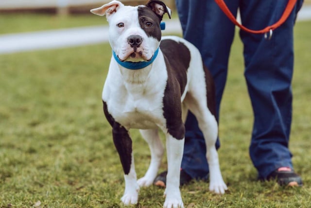 Luna is a one-year-old female Staffy cross who needs an outlet for her energy. A clever and affectionate dog, she will need some basic training from an experienced owner who can give her a loving home where there will be someone with her most of the time.