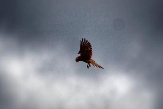 A kestrel flying high over the Edlington Pitwood this week. Taken by @edlington_pitwood