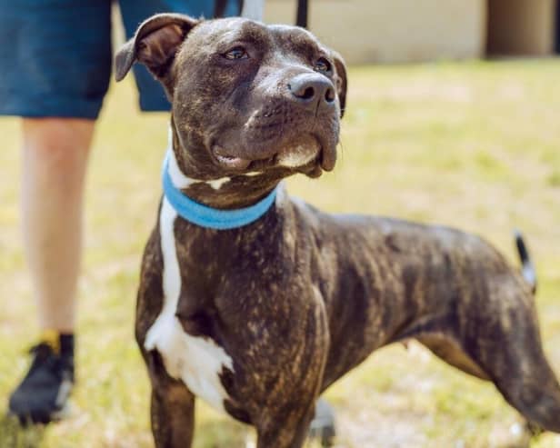Lola is a Staffy cross who has been in the care of Chesterfield and North Derbyshire RSPCA for seven months.