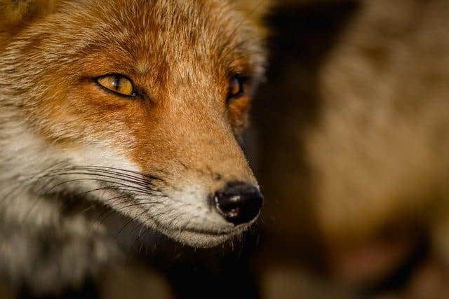 The fox was killed by a pack of hounds. Stock picture.