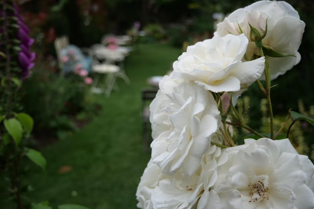 There's a wide variety of plants and shrubs around the garden, like this beautiful white rose.