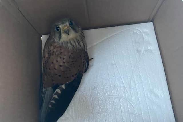 Police found the kestrel with a broken wing in North Wingfield. Credit: Wingerworth and Rural Police SNT.