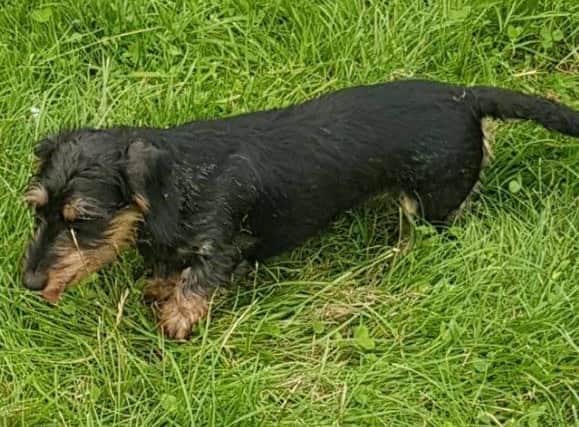 Two stolen dachshunds have been found by police after eight dogs were taken from a property near Swadlincote last month.