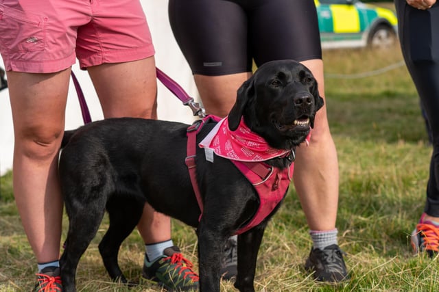 Four-legged friends supported their owners on the Pink Ribbon Walk. Photo: Breast Cancer Now