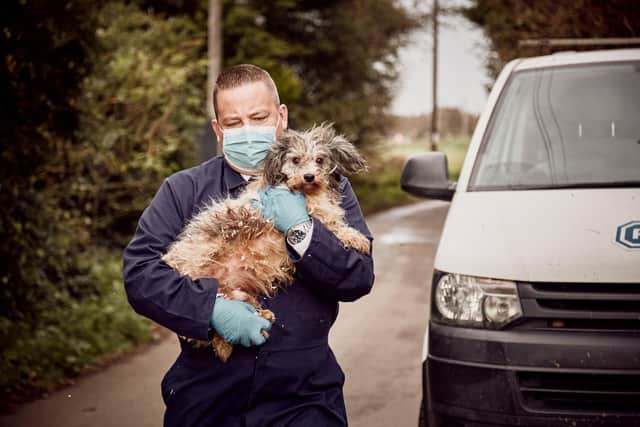 The RSPCA is warning of a 'dog welfare crisis' due to a rise in the number of pets bought online amid the pandemic. Image: Andrew Forsyth, RSPCA.