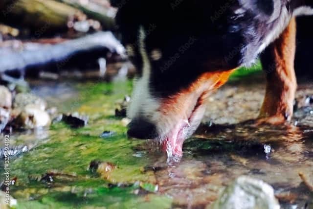 Dog owners have been warned that some blue-green algae found in water can be potentially fatal to dogs (photo: Stock Adobe/Sandra Eibler/EyeEm)