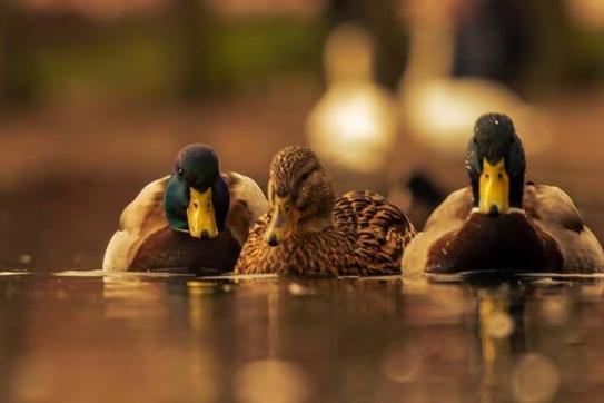 Serene ducks on a lake. From @theskysthelimit.photography