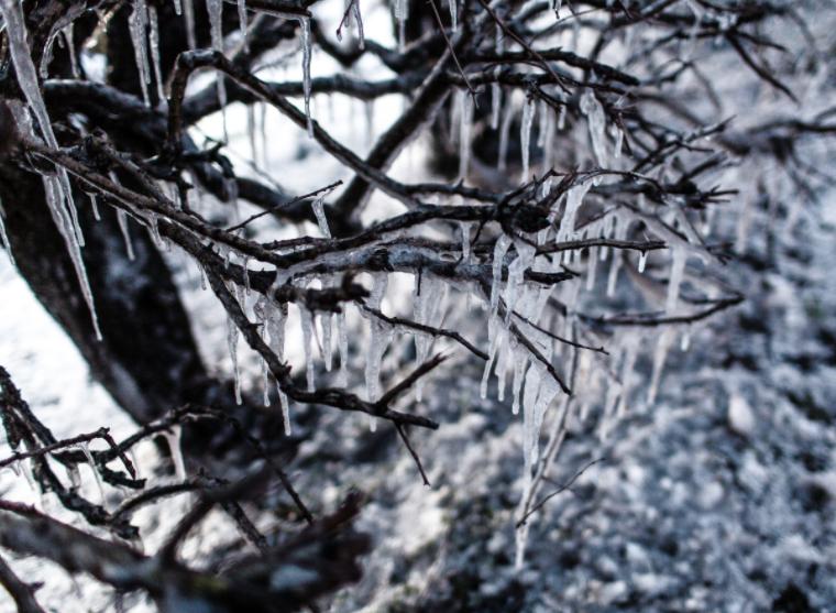 The hedge has huge icicles.