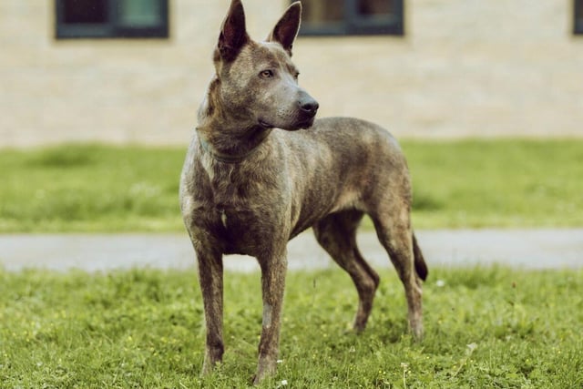 Shadow is a  six year old German Shepherd cross Staffy and is a new arrival at Chesterfield RSPCA.